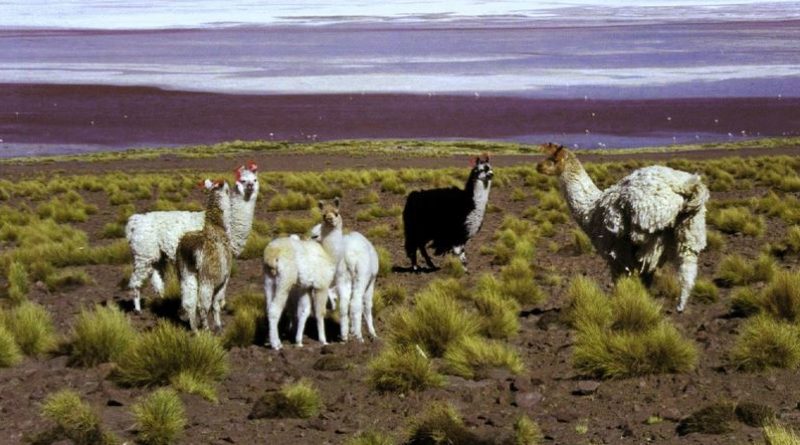 voyage au pérou lama