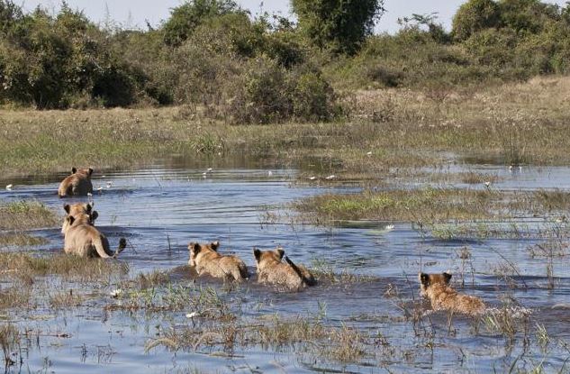 lions au botswana