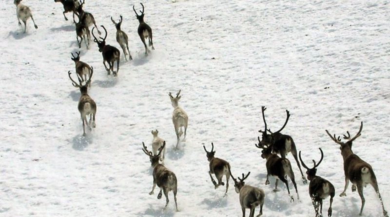 transhumance des rennes en suede