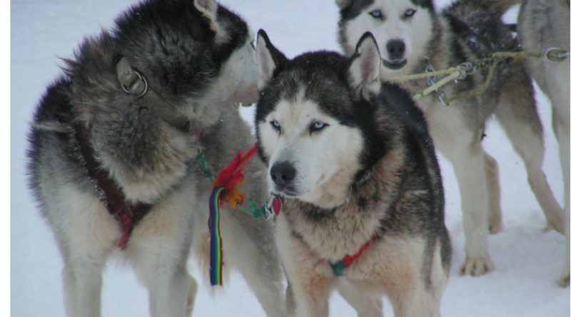 course traineaux au yukon