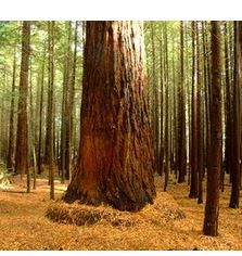 arbres géants de Californie