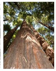 séquoias du Redwood National Park Californie