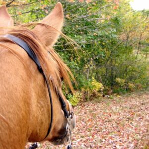 cours équitation perpignan