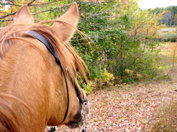 cours équitation perpignan