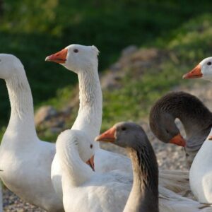 découverte ferme pyrénées orentales