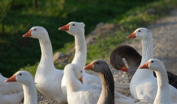 découverte ferme pyrénées orentales