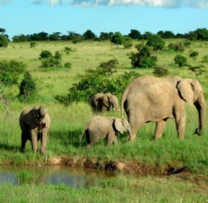 elephants kenya