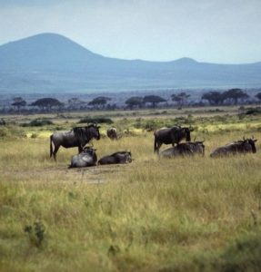 gnous kenya
