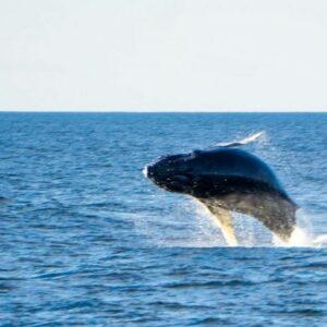 observation baleines méditerranée