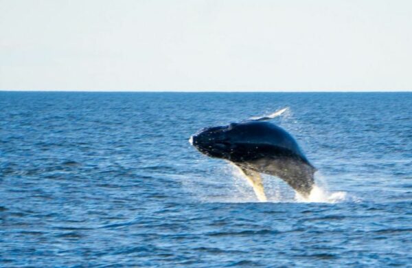 observation baleines méditerranée