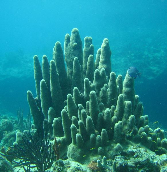 plongée sous-marine pyrénées orientales