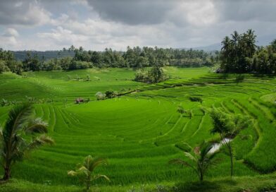 rizières en terrasses BALI