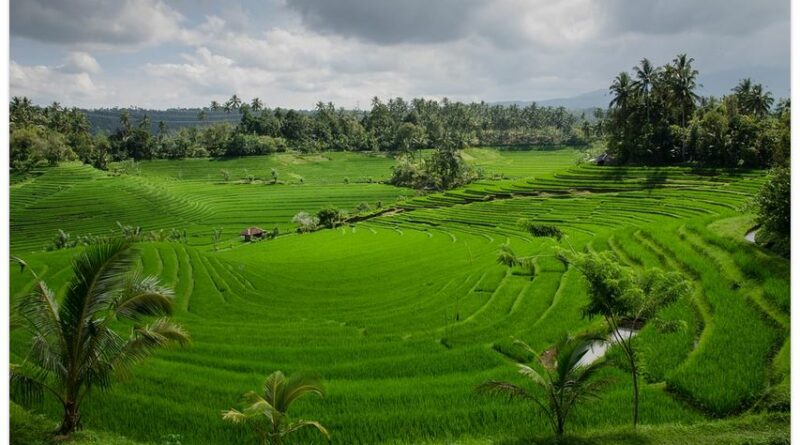 rizières en terrasses BALI