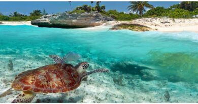 tortues géantes du Yucatan