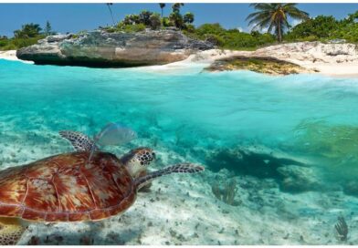 tortues géantes du Yucatan