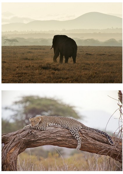 la savanne en Afrique